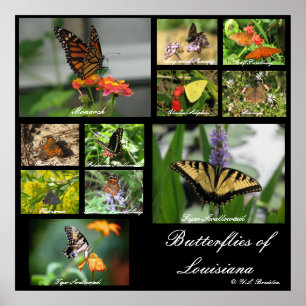 Poster Borboletas de Louisiana
