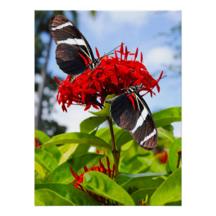 Pôster Borboletas de zebra longevas em flores vermelhas