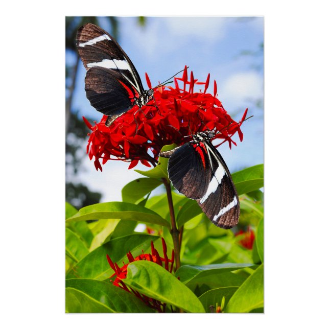 Pôster Borboletas de zebra longevas em flores vermelhas (Frente)