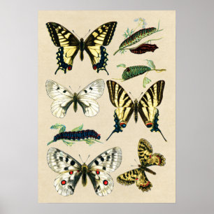 Poster Borboletas e lagartas de Swallowtail