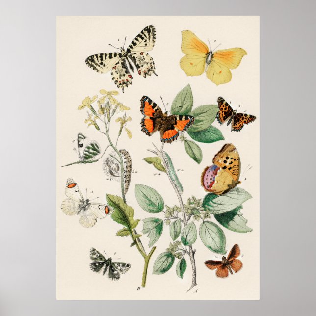 Pôster Borboletas e Mariposas by William F Kirby (Frente)