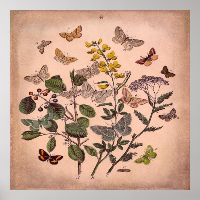 Poster Borboletas Florais Botânicas Vintage Rosa Russo (Frente)
