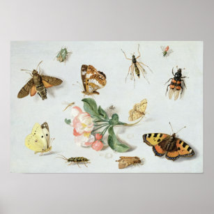 Poster Borboletas, mariposas e outros insetos