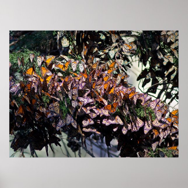 Pôster Borboletas Monarcas (Frente)