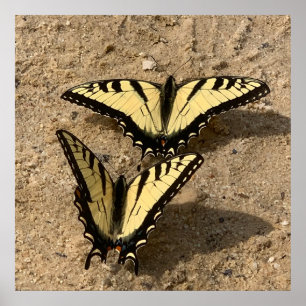 Poster Borboletas na praia