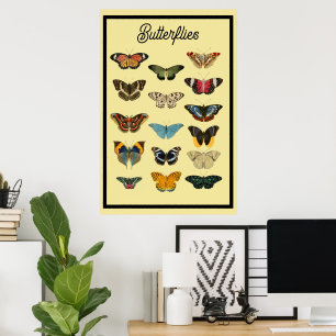 Poster Borboletas Vintage