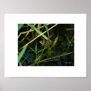 Poster (borda branca): sapo mimético