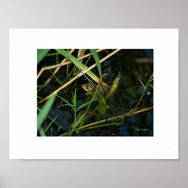 Poster (borda branca): sapo mimético (Frente)