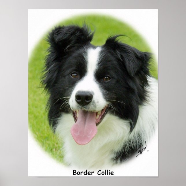 Poster Borda Collie 9A14D-25 (Frente)