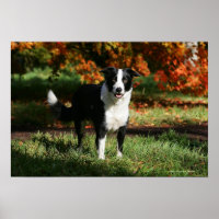 Borda Collie Autumn Permanente