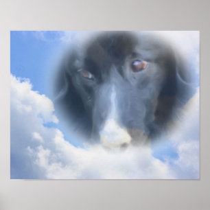 Poster Borda Collie Observando De Acima