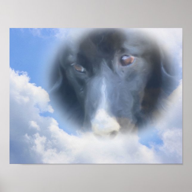 Poster Borda Collie Observando De Acima (Frente)