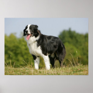 Pôster Borda Collie Panting