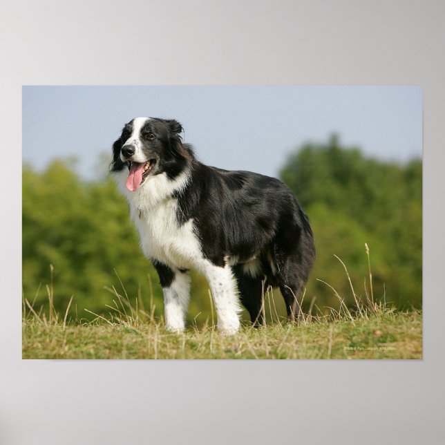 Pôster Borda Collie Panting (Frente)