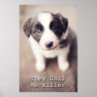 Borda Collie Puppy Com Olhos Azuis