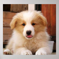 Borda Collie Puppy~Ouro Oz Vermelho