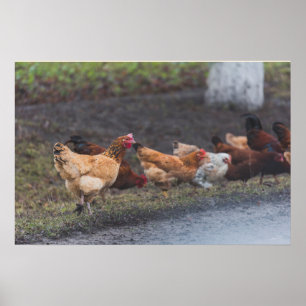 Poster Borda da estrada das Poster-Galinhas