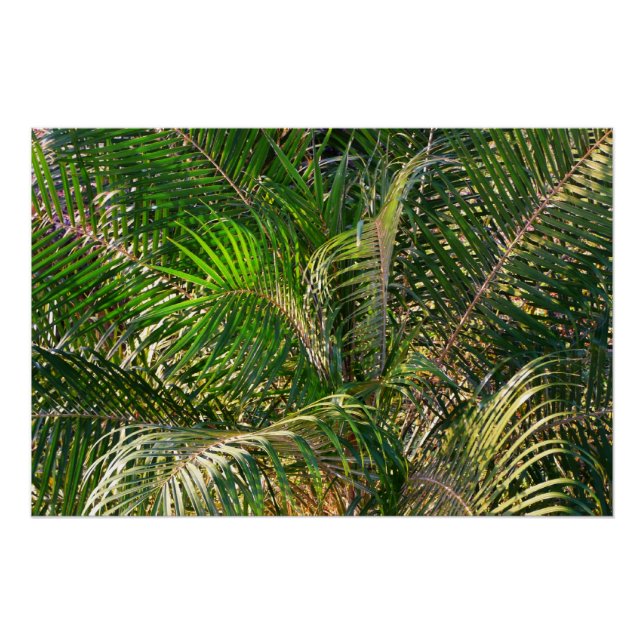 Pôster Bordas Tropicais de Palm Lit Sunset (Frente)