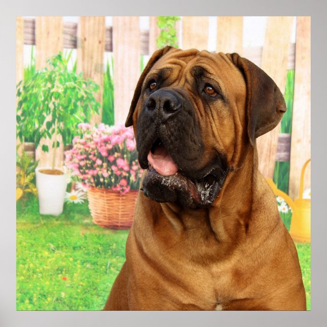 Pôster Bordeaux Mastiff (Frente)