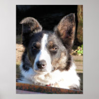 BORDER COLLIE