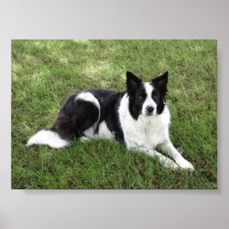Pôster Border Collie