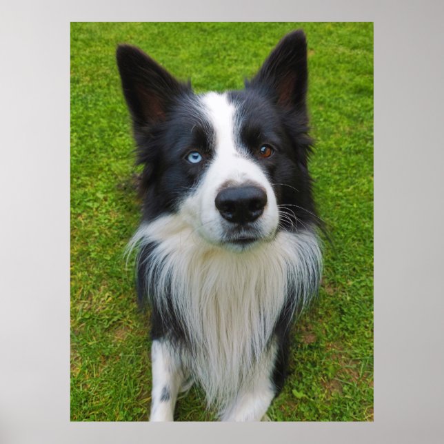 Poster Border Collie (Frente)
