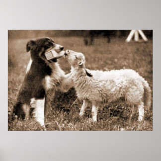 Pôster "Border Collie and Lamb"~Poster