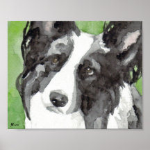 Border Collie Aquarela