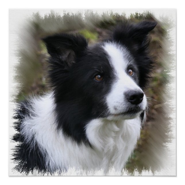 Pôster Border Collie Art (Frente)