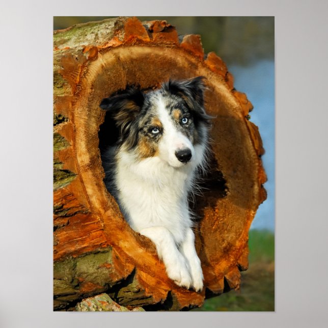 Poster Border Collie Blue Merle Dog Portrait Photo - (Frente)