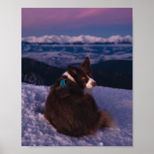 Border Collie no Pico da Montanha Nevada ao Pôr do