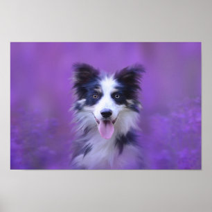Poster Border collie preto e branco