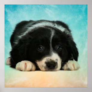Poster Border Collie Puppy