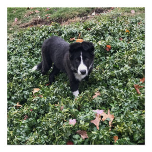Pôster Border Collie Puppy Poster