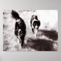 Border Collies
