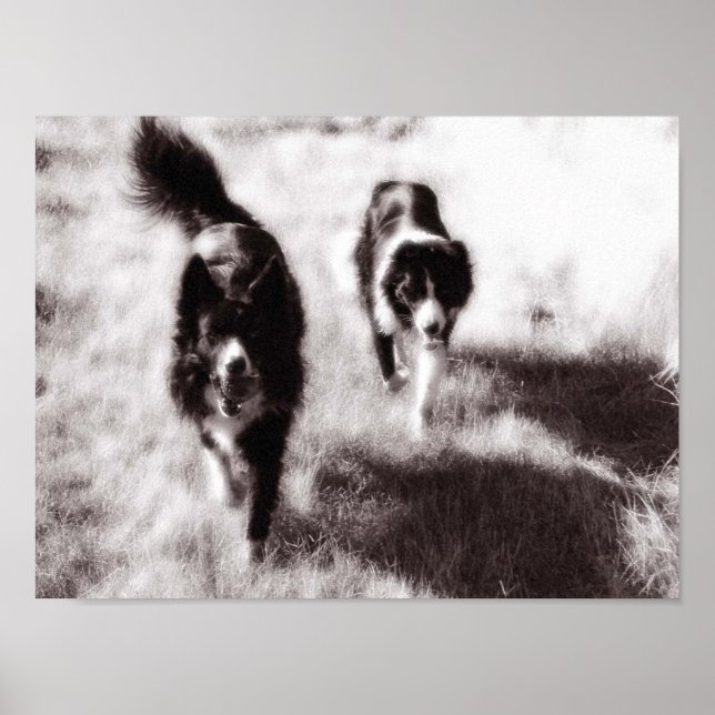 Poster Border Collies (Frente)