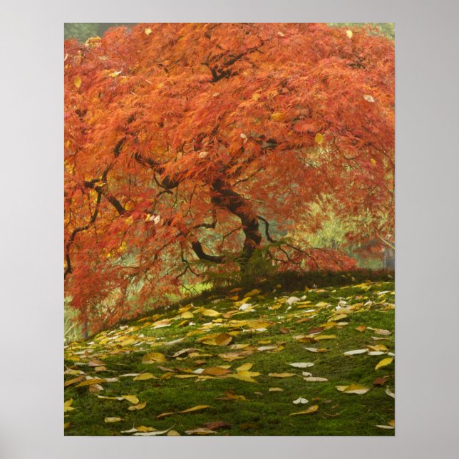 Poster Bordo japonês na cor de outono (Frente)