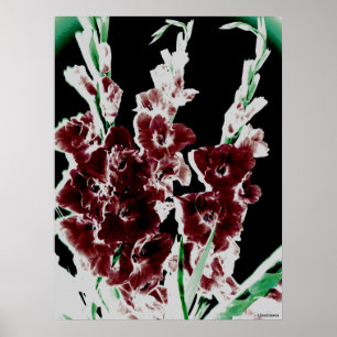 Pôster Borgonha Gladiolas por Lina