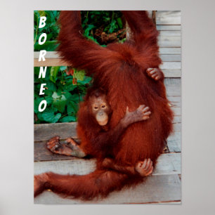 Poster Borneo orangotangos