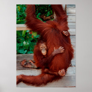 Poster Borneo orangutan