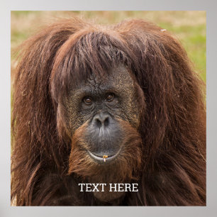 Poster Borneo Orangutan - Bela Fotografia