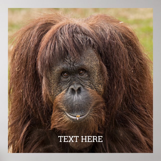 Poster Borneo Orangutan - Bela Fotografia (Frente)