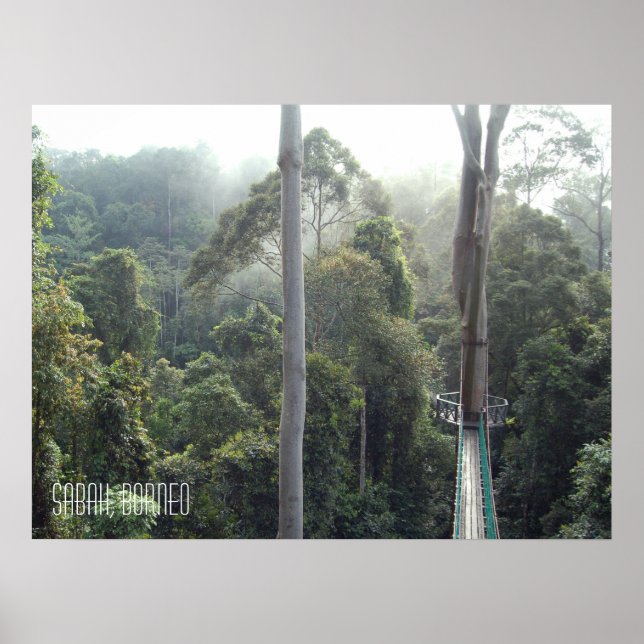 Poster Borneo RainForest Jungle Treetops Walkway Sabah (Frente)