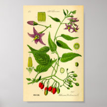 Borracha-doce (Solanum dulcamara)