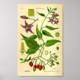 Poster Borracha-doce (Solanum dulcamara)