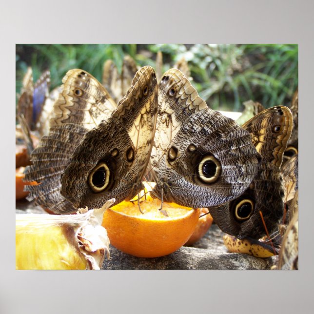 PÔSTER BORRACHAS (Frente)