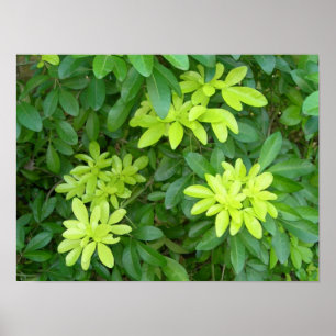Poster Bosque