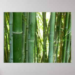 Poster Bosque de bambu
