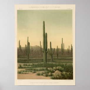 Poster Bosque do cacto, arizona