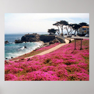 Pôster Bosque-Monterey pacífico Calif
